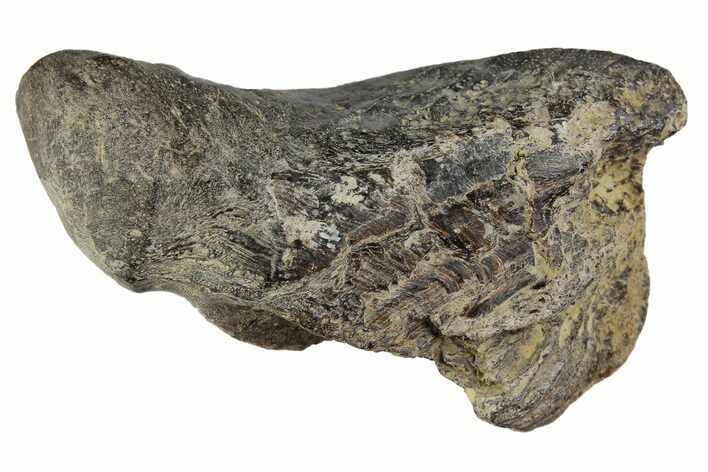 Fossil Enchodus Jaw Section - Texas #164788